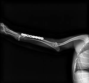 เครื่องเอกซเรย์สัตว์ <span class=keywords><strong>Keen</strong></span> Ray DR50M Vet: ภาพความละเอียดสูงสำหรับคลินิกสัตวแพทย์และโรงพยาบาล - Product Image 5