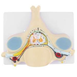 GelsonLab HSBM-136 Model saraf tulang belakang Vertebra serviks manusia - Product Image 3