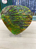 Grand spécimen d'ammolite, coquille fossile organique naturelle, pierre minérale décorative