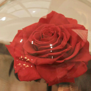 INS en çok satan büyük tek korunmuş güller akrilik kutu kubbe ile sevgililer günü mezuniyet için evlilik için kafes içinde kök - Product Image 6