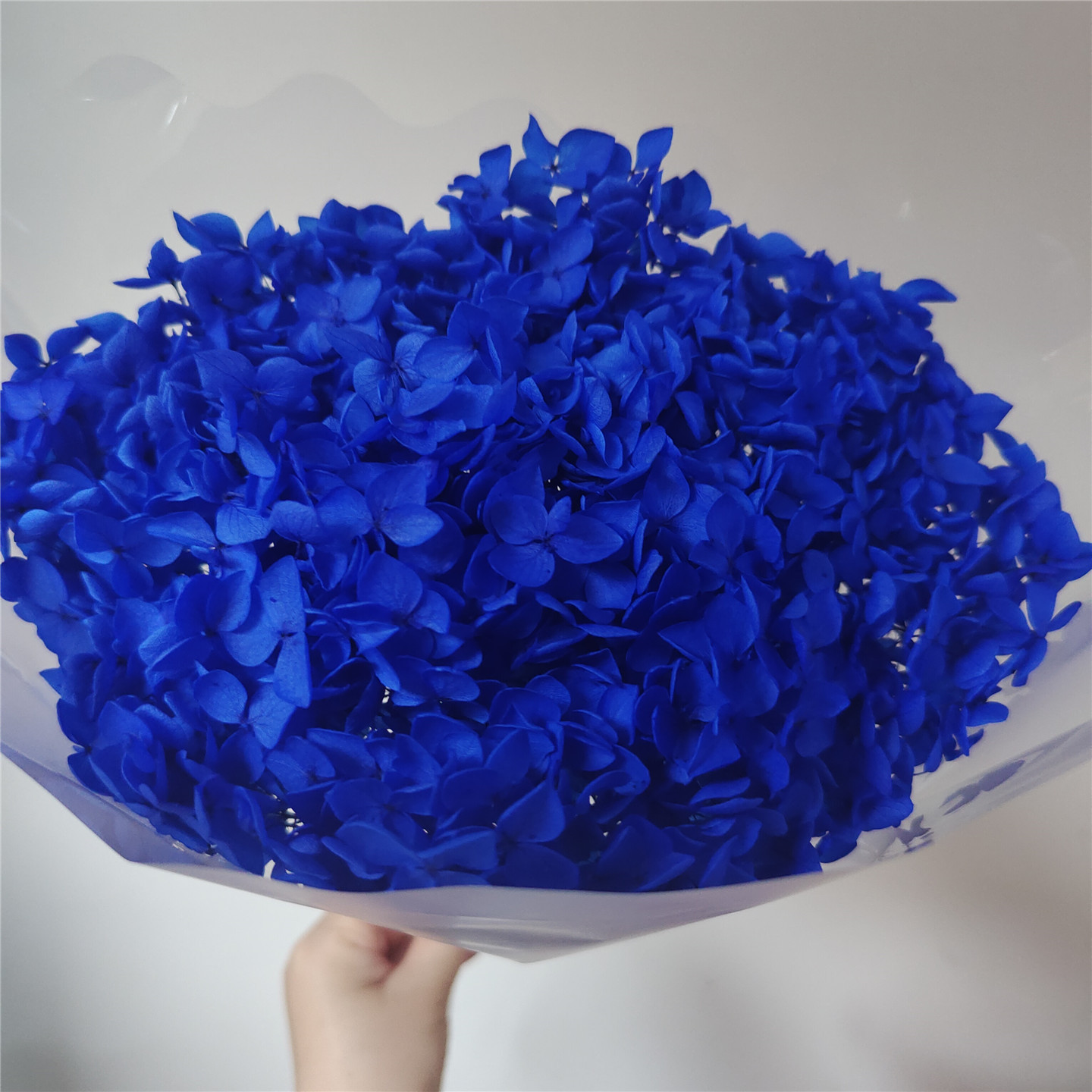 Royal blue , 18-21 cm