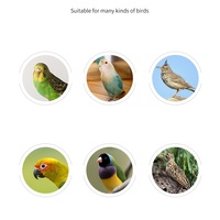 Mangeoire suspendue en plastique pour oiseaux, avec abreuvoir et perchoir, pour perruches, tourtereaux, pinsons, canaris