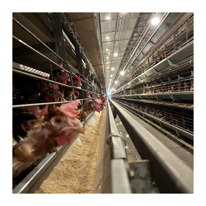 Tự động pin gà trang trại gia cầm đẻ gà lồng cho trứng lớp điều kiện mới - Product Image 4