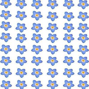 Blue Real Forget Me Not Natural Press Flores secas Myosotis <span class=keywords><strong>para</strong></span> la fabricación de joyas de resina, fabricación de velas y manualidades - Product Image 1