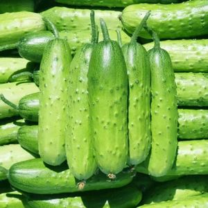 Pepino - Product Image 3