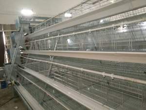 حالة جديدة من نوع قفص تغذية الدجاج زرع التلقائي شبكة بطارية قفص الدواجن لتربية الدجاج بكفاءة - Product Image 5