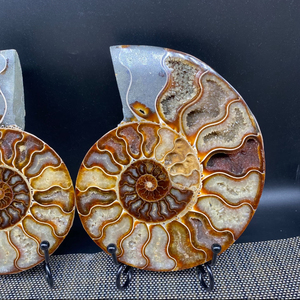 Vente en gros de tranches d'ammonite naturelle Druzy arc-en-ciel, fossile de Madagascar, spécimen minéral de conque de limace tachetée, décoration - Product Image 3