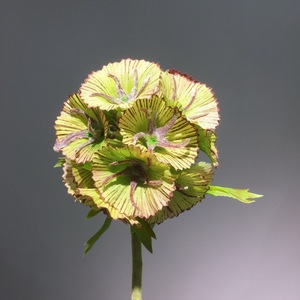 Vente en gros de graines de Scabiosa bleue de la marque Beimi, fleurs de coussin de rose pépentine, plantes vivaces pour jardin, 55 cm, respectueuses de l'environnement, prêtes à planter - Product Image 6