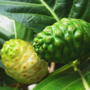ผลไม้โนนิสดจากเวียดนามขายส่ง - Product Image 2