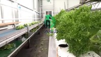 Système de canaux hydroponiques mobiles NFT en PVC pour la culture de laitues à haut rendement, économie de main-d'œuvre, prix direct usine