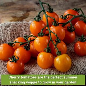 Collection de paquets de truies de tomates cerises légumes sans OGM <span class=keywords><strong>pour</strong></span> la maison potager noir rouge blanc Pots de fleurs jardinières - Product Image 4
