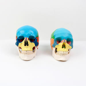 Multifunctional Artistic Coloring Skull Model Teaching Colored Simulated Bone Specimen Detachable Head <b>Science</b> <b>Engineering</b> <b>Toys</b> - Product Image 5