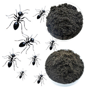 Black <strong>Ant</strong> King <strong>Powder</strong> 10:1 Extract (Green Biotech) for Immunity Support - Product Image 3