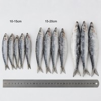 Sardines entières IQF surgelées de qualité supérieure, 10-15 cm, poisson de mer surgelé de haute qualité pour la vente en gros et la mise en conserve, origine Chine