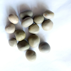 Semillas de Caesalpinia Crista (Nuez de Fiebre) Secas Yun Shi en Venta - Product Image 4