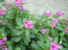 ผู้ผลิตขายร้อนหอยขมสารสกัดจากผง <span class=keywords><strong>Catharanthus</strong></span> <span class=keywords><strong>Roseus</strong></span> (Linn.) G. G. สารสกัดจาก Don - Product Image 4