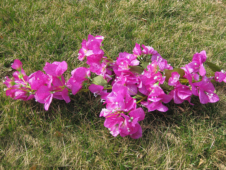 Bougainvillea 1