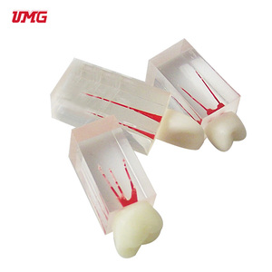 Tandheelkundige Wortel Endodontische Behandeling Tandmodel Voor Het Onderwijzen Van De Praktijk - Product Image 5