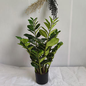 plant wholesale bonsai money tree pachira money tree plant 