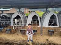 Île de veau en plastique laitier porte d'entrée ouverte jeune bétail Vila espace ouvert Ventilation animaux Cages vache bétail maison