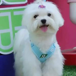 Fabricant OEM <span class=keywords><strong>2024</strong></span> Nouveau design Harnais pour chien chat de <span class=keywords><strong>football</strong></span> Harnais confortable réglable en maille réversible pour chiens de compagnie Ensemble de laisse - Product Image 4