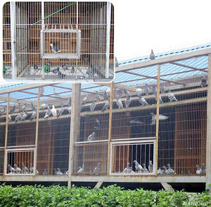 Birdstory Duurzame Metalen Rechthoek Duif Ingang Val Meerdere Maten Loft Deur Gecodeerde Actieve Uitrusting Race Benodigdheden Dichtslaan - Product Image 2