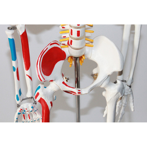 Modelo de esqueleto humano estándar de 85CM, distribución de puntos de arranque y de final de los músculos y del esqueleto - Product Image 5