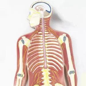 Model Anatomi Sistem Saraf Manusia Untuk Pengajaran Medis - Product Image 1
