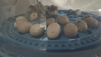 Mini incubateur pour cailles et poussins bon marché machine à couver les œufs incubateurs d'œufs entièrement automatiques