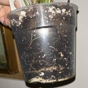 Giardino balcone in plastica trasparente vasi per vivaio <span class=keywords><strong>fioriera</strong></span> orchidea piantare vasi con fori - Product Image 5