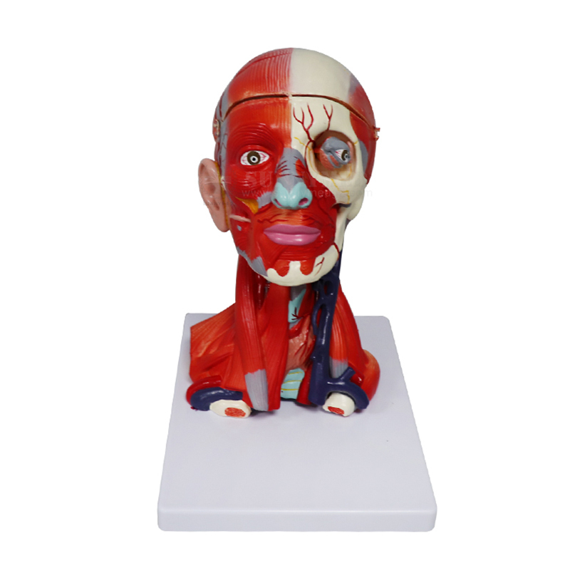 dental teeth teaching model phantom head