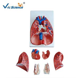 Medizinisches Wissenschaftsmodell für Kehle, Herz und Lunge, Menschliches Organmodell, Anatomisches Lehrmittel - Product Image 2