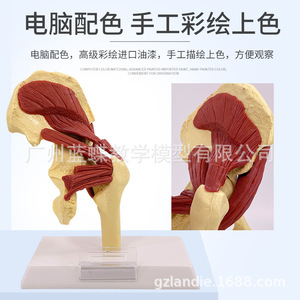 Modèle articulaire et musculaire humain : articulation glenohumérale, articulation acromio-claviculaire, structure de l'acromion, anatomie musculaire de l'articulation du genou. - Product Image 4