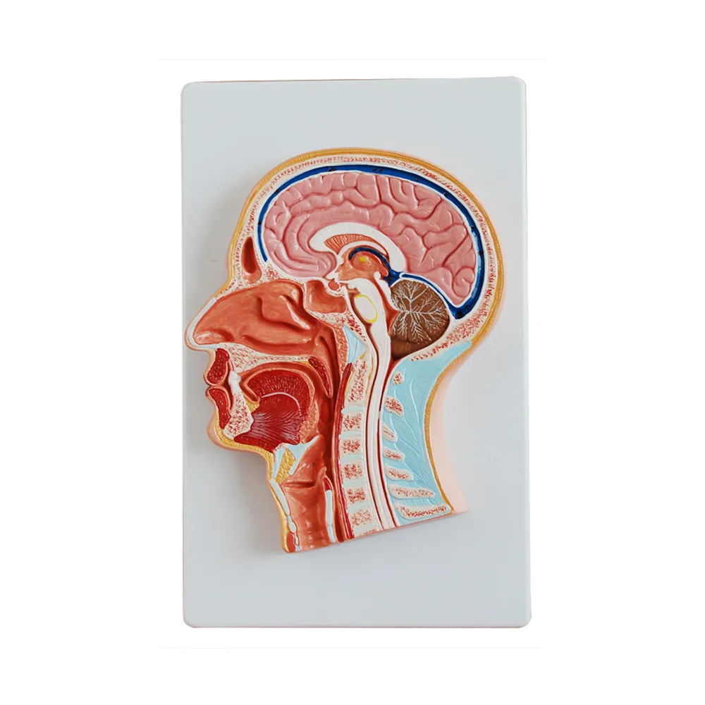 LTM319 medya bölümü anatomik kafa beyin modeli