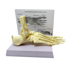 Modèle d'anatomie du pied et de la cheville humains avec ligaments et tendons pour l'enseignement médical - Product Image 3
