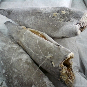 Poisson-huile surgelé Filet sauvage pêché avec peau et viande blanche sans peau Poisson pour importation, exportation et distribution de fruits de mer à l'échelle mondiale - Product Image 2