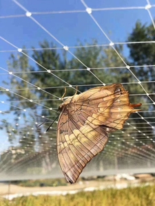 Nhà Máy Bán Hàng Trực Tiếp Tùy Chỉnh Lưới Kích Thước Ngăn Chặn Chim Từ Nhập <span class=keywords><strong>Nylon</strong></span> <span class=keywords><strong>Monofilament</strong></span> Chim Phòng Chống Net - Product Image 5