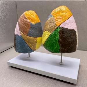 แบบจำลองการจำลองส่วน<span class=keywords><strong>ปอด</strong></span>มนุษย์พร้อมฐาน - เครื่องมือการศึกษาทางกายวิภาคแบบมีสีสันสำหรับการเรียนรู้เกี่ยวกับระบบทางเดินหายใจ - Product Image 5