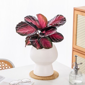 <span class=keywords><strong>Maceta</strong></span> de Plástico Engrosada con Absorción Automática de Agua, <span class=keywords><strong>Maceta</strong></span> Creativa para Escritorio - Product Image 4