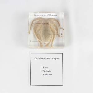 Spécimen de pieuvre modèle d'enseignement intégré en résine de biologie - Product Image 1
