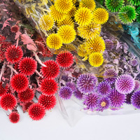 Fleurs séchées Blue Globe pour l'artisanat DIY, la décoration intérieure, les mariages, la fête des mères, les remises de diplômes, Noël