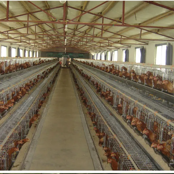 Cage de poulet à couche type A, 200 poules, pour ferme de volaille, vente directe depuis l'usine