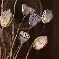 Vente en gros de gousses de lotus naturelles, gousses de graines de lotus naturelles pures pour arrangements floraux, décoration de la maison