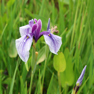 Iris-I.ensata japonaise 'Dewa No Sato'-une <span class=keywords><strong>plante</strong></span> aquatique adaptée aux serres de l'étang de jardin-Iris <span class=keywords><strong>japonais</strong></span> - Product Image 1