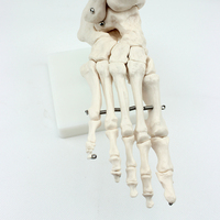 Modelo de esqueleto humano a la venta en China