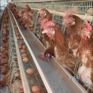 Meilleur prix Batterie a Type Cage pour poules pondeuses Élevage de volailles 3 étages 4 portes 96 oiseaux Poules pondeuses au Zimbabwe - Product Image 1