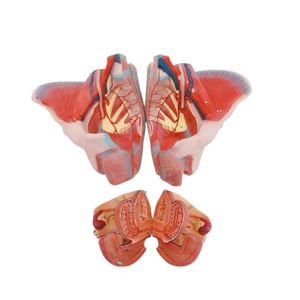 Modelo pélvico femenino con piezas desmontables: útero, músculos, nervios y vasos sanguíneos para enseñanza de ginecología - Product Image 3