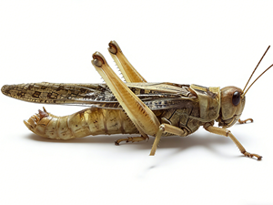 Sauterelles séchées <span class=keywords><strong>comestibles</strong></span> sans hormone, protéines d'<span class=keywords><strong>insectes</strong></span> à absorption élevée pour l'<span class=keywords><strong>alimentation</strong></span> animale et la consommation humaine - Product Image 4