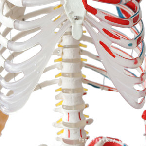 Modèle squelettique humain pour la recherche médicale, avec articulations osseuses, moitié des ligaments et moitié des muscles, modèle médical de 170 cm en taille réelle - Product Image 4