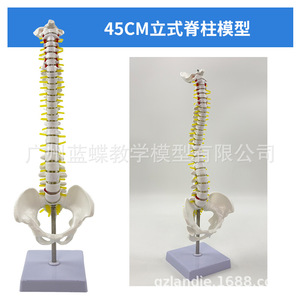 Modèle de colonne vertébrale humaine de 45 cm ; Modèle de colonne vertébrale ; Artère cervicale ; Disques intervertébraux thoraciques et lombaires ; Nerfs coccygiens ; En position debout - Product Image 1